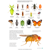 The Complete Insect: Anatomy, Physiology, Evolution, and Ecology