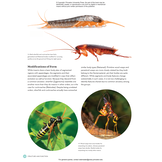 The Complete Insect: Anatomy, Physiology, Evolution, and Ecology