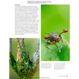 The Complete Insect: Anatomy, Physiology, Evolution, and Ecology