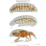 The Complete Insect: Anatomy, Physiology, Evolution, and Ecology