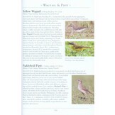 A Naturalist's Guide to the Birds of Borneo - Sabah, Sarawak, Brunei and Kalimantan - 4th edition