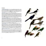 A Field Guide to the Birds of Singapore