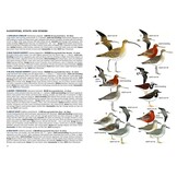 A Field Guide to the Birds of Singapore