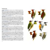A Field Guide to the Birds of Singapore