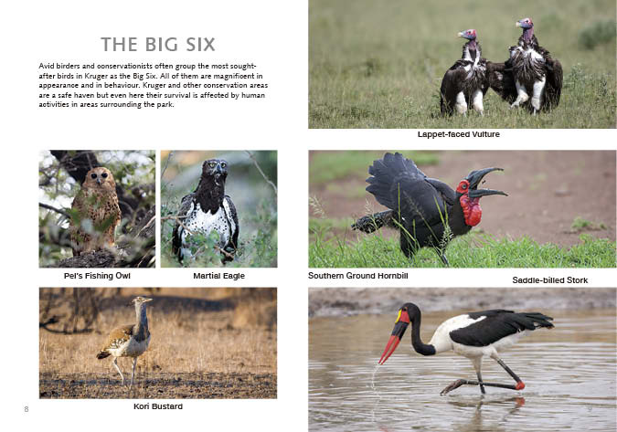 Kruger Birds - second edition
