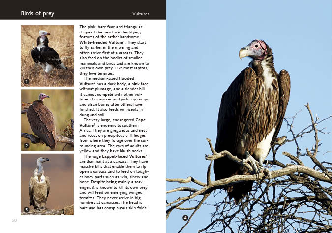 Kruger Birds - second edition