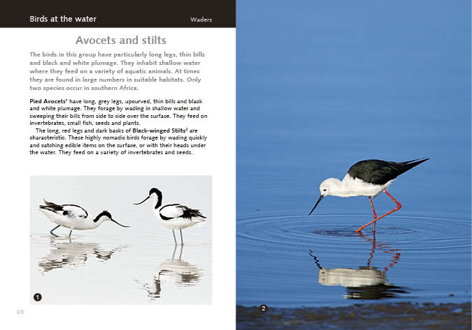 Kruger Birds - second edition