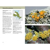 Lichens - The Macrolichens of Ontario and the Great Lakes Region of the United States