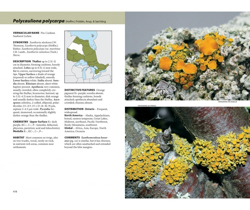 Lichens - The Macrolichens of Ontario and the Great Lakes Region of the United States