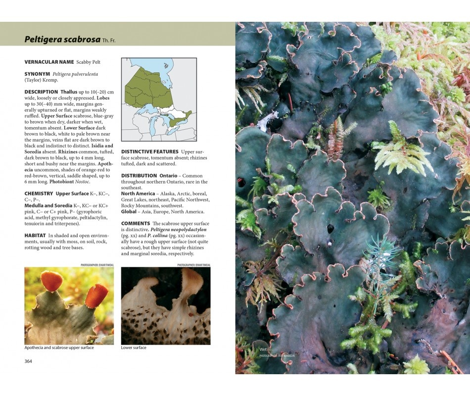 Lichens - The Macrolichens of Ontario and the Great Lakes Region of the United States
