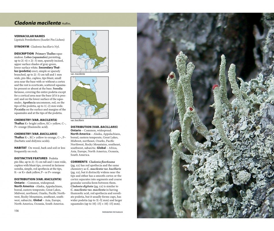 Lichens - The Macrolichens of Ontario and the Great Lakes Region of the United States