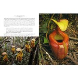 Nepenthes – The Tropical Pitcher Plants Volumes 1, 2 & 3