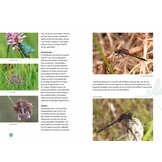 Op zoek naar vlinders en libellen - Mooie vlinder- en libellengebieden in Nederland
