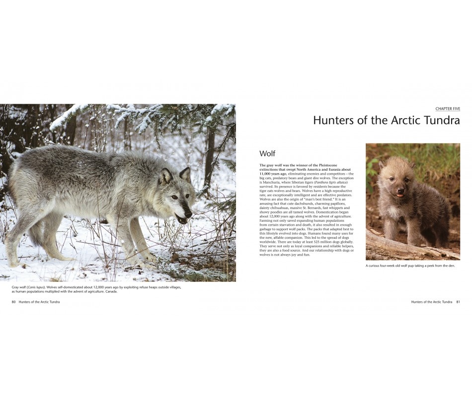 Wildlife of the North: Animals of the High Latitudes of North America and Europe