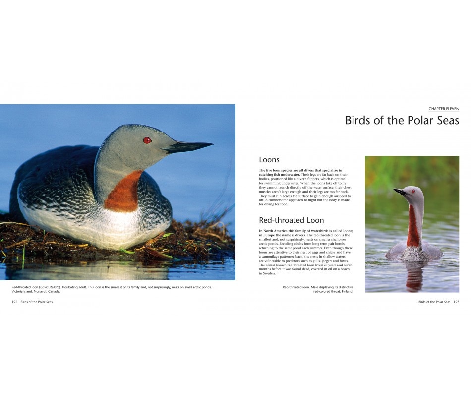 Wildlife of the North: Animals of the High Latitudes of North America and Europe