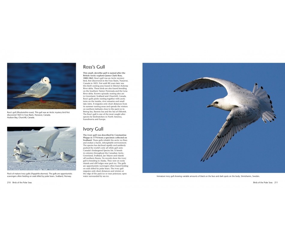 Wildlife of the North: Animals of the High Latitudes of North America and Europe