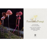 Fantastic Fungi - How Mushrooms Can Heal, Shift Consciousness, and Save the Planet
