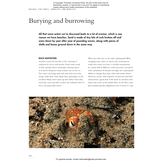 The Lives of Octopuses and Their Relatives: A Natural History of Cephalopods