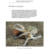 The Lives of Octopuses and Their Relatives: A Natural History of Cephalopods