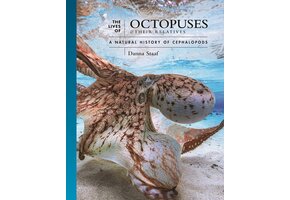 The Lives of Octopuses and Their Relatives