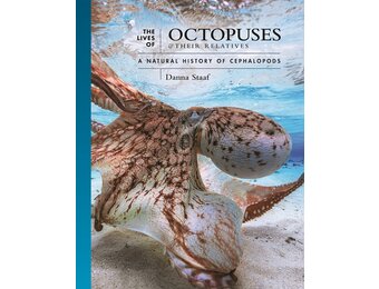 The Lives of Octopuses and Their Relatives