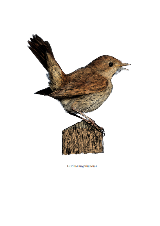 Aard van het beestje: de beekprik, de wielewaal en 98 andere landgenoten