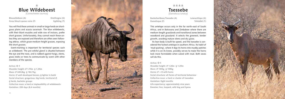 Madikwe Game Drive