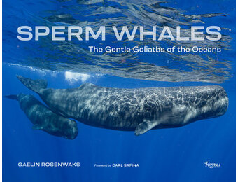Sperm Whales