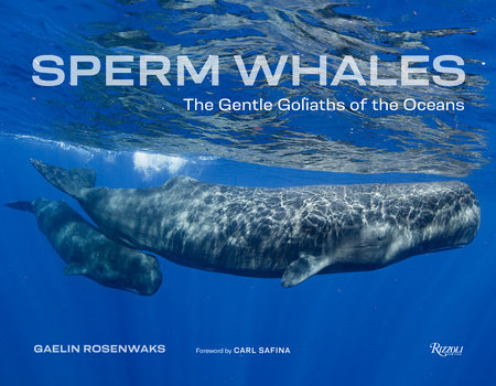 Sperm Whales - The Gentle Goliaths of the Ocean