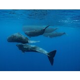 Sperm Whales - The Gentle Goliaths of the Ocean