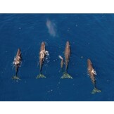Sperm Whales - The Gentle Goliaths of the Ocean