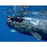 Sperm Whales - The Gentle Goliaths of the Ocean