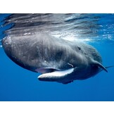 Sperm Whales - The Gentle Goliaths of the Ocean