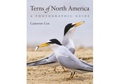Terns of North America