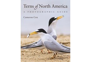 Terns of North America