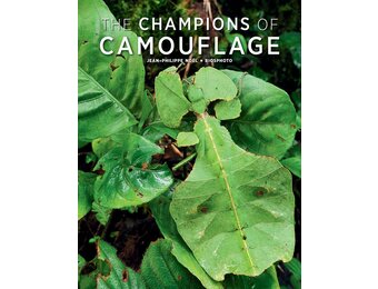 The Champions of Camouflage