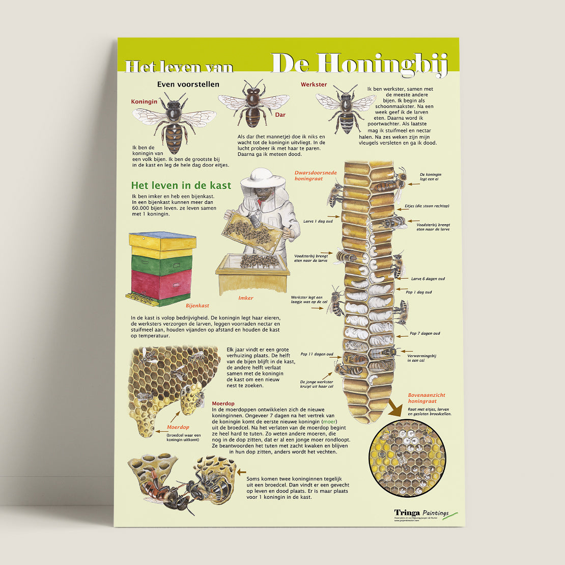Edukaart Het Leven van De Honingbij