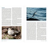 Seabirds Count - A census of breeding seabirds in Britain and Ireland (2015–2021)