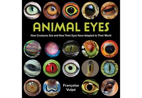 Animal Eyes