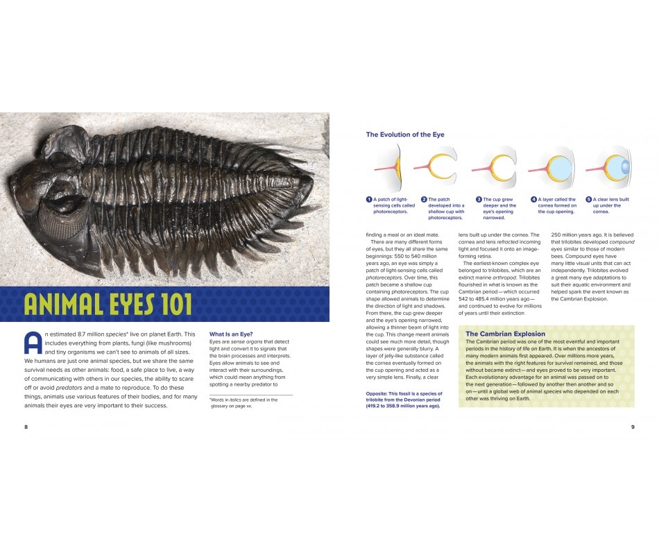 Animal Eyes - How Creatures See and How Their Eyes Have Adapted to Their World