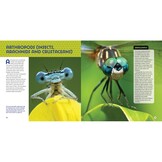 Animal Eyes - How Creatures See and How Their Eyes Have Adapted to Their World