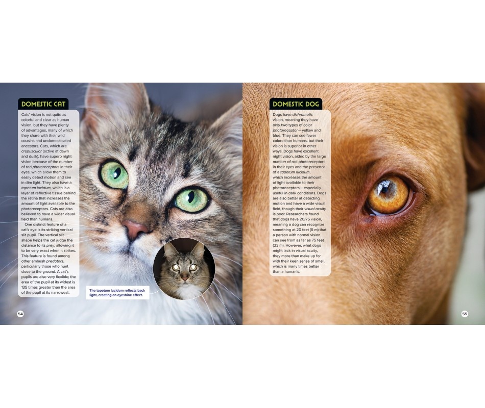 Animal Eyes - How Creatures See and How Their Eyes Have Adapted to Their World