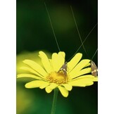 Naar een natuurrijke tuin - Tuinieren met de natuur