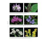 Naar een natuurrijke tuin - Tuinieren met de natuur