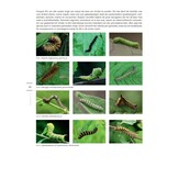 Naar een natuurrijke tuin - Tuinieren met de natuur