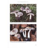 Fungi of Northern Europe, Volume 4: The Genus Tricholoma