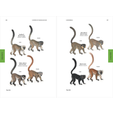 Lemurs of Madagascar - Fifth Edition