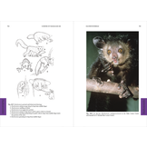 Lemurs of Madagascar - Fifth Edition