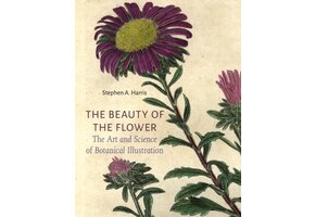 The Beauty of the Flower