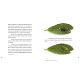 Magic Eyes of Masoala - The Colourful Lepidoptera of Madagascar Rainforests